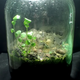Imagen para el artículo titulado Esta jarra de cristal lleva cerrada 12 años. En su interior ha evolucionado un fascinante ecosistema